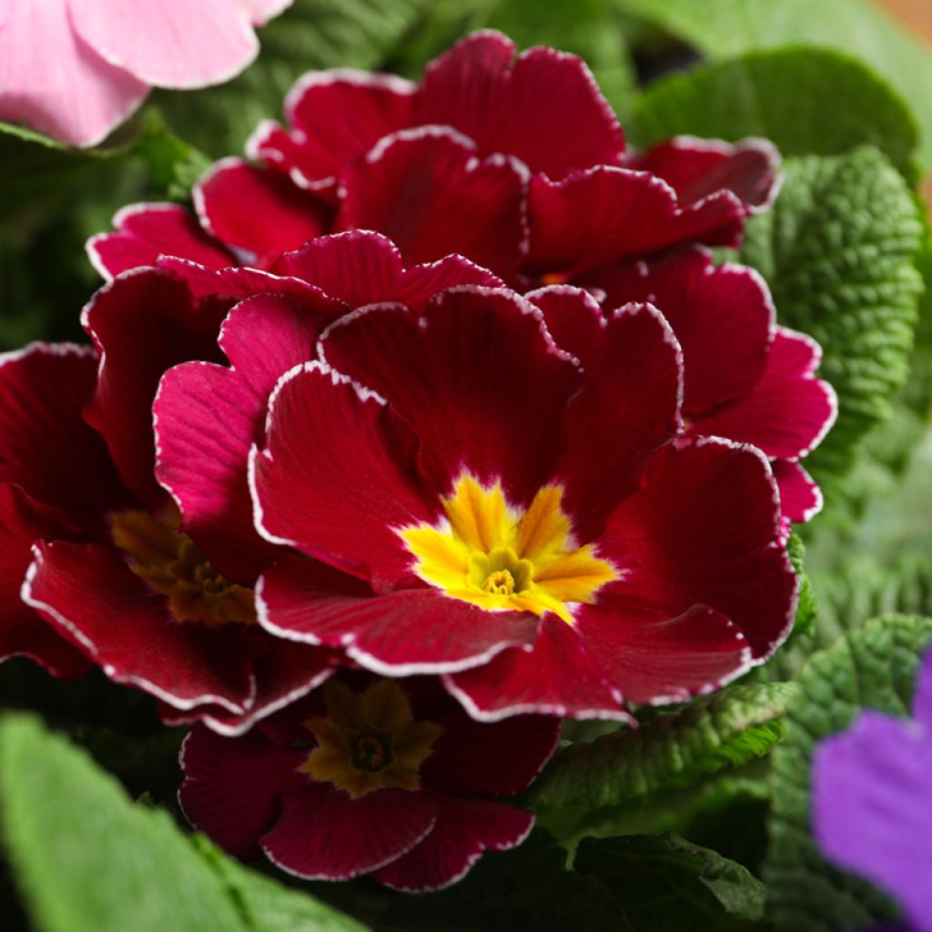 Primula Charlie Wine Red Edge F1 - Primrose