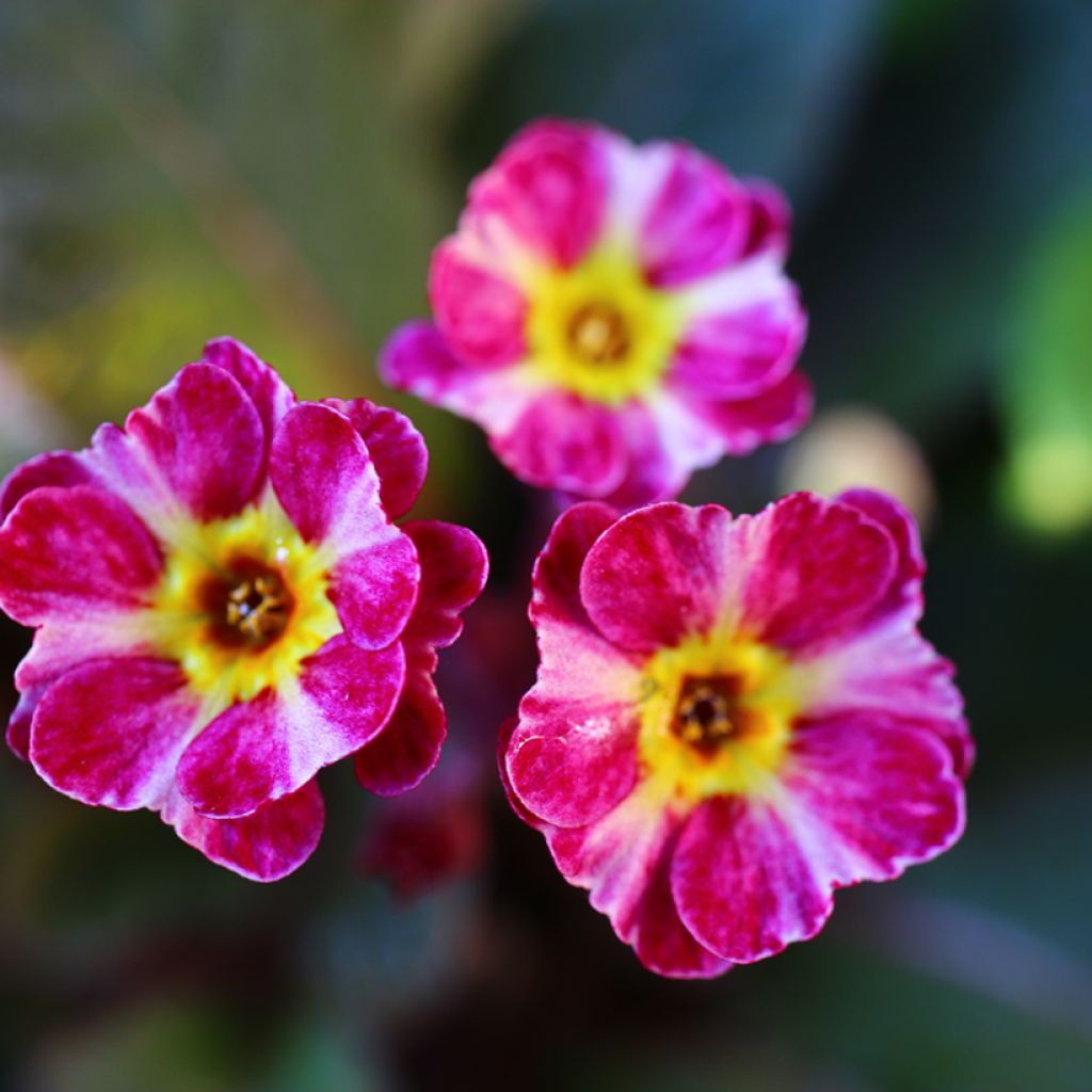 Primula polyanthus Dark Rosaleen - Hose-in-hose