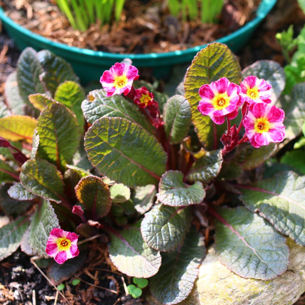 Primula polyanthus Dark Rosaleen - Hose-in-hose