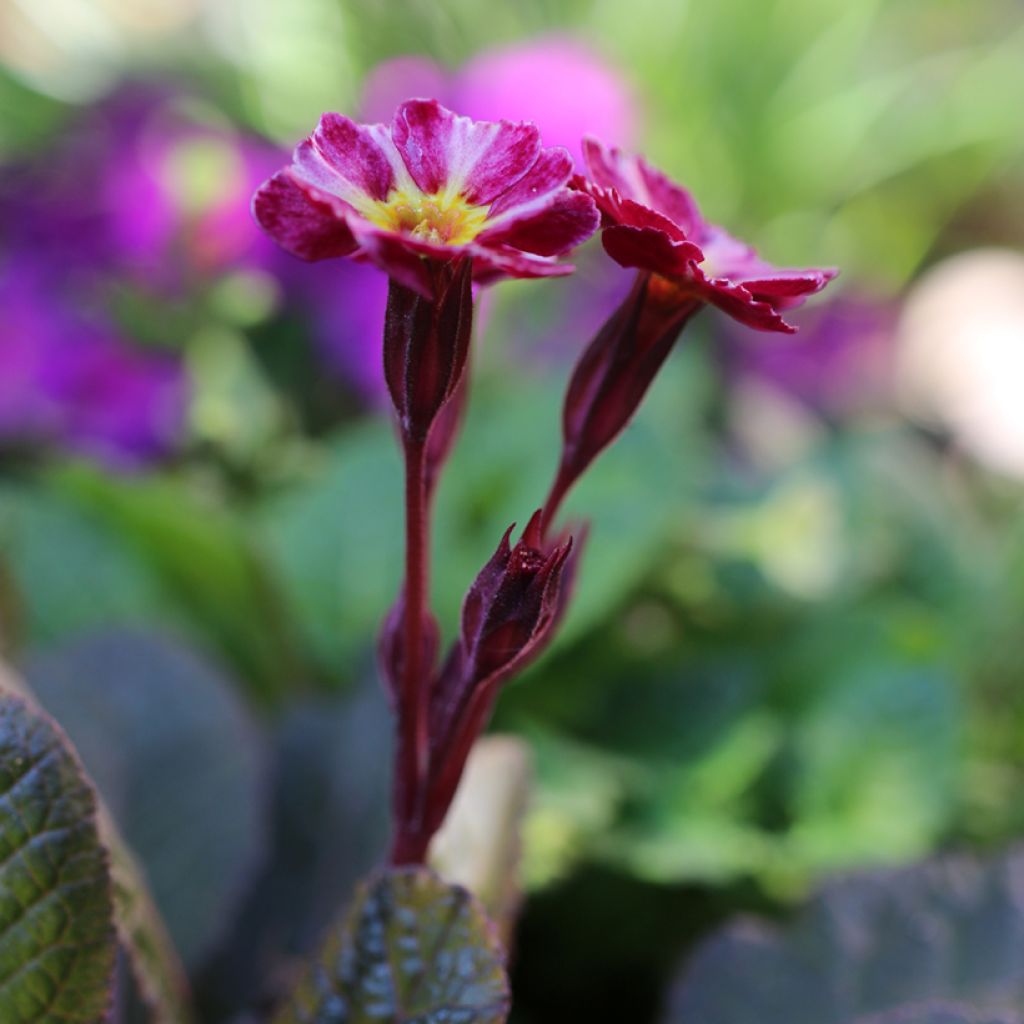 Primula polyanthus Dark Rosaleen - Hose-in-hose