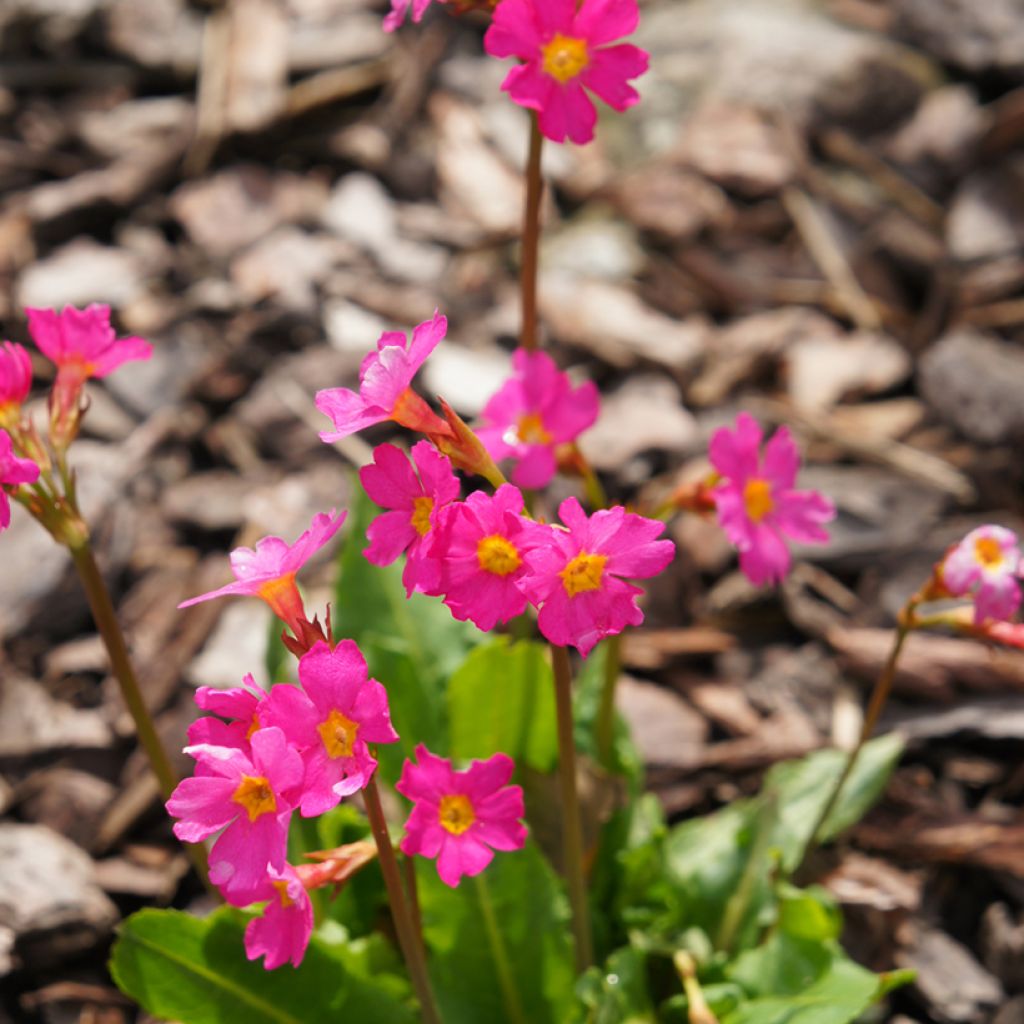 Primula rosea Grandiflora - Primrose