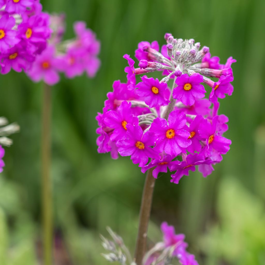 Primula beesiana - Primrose