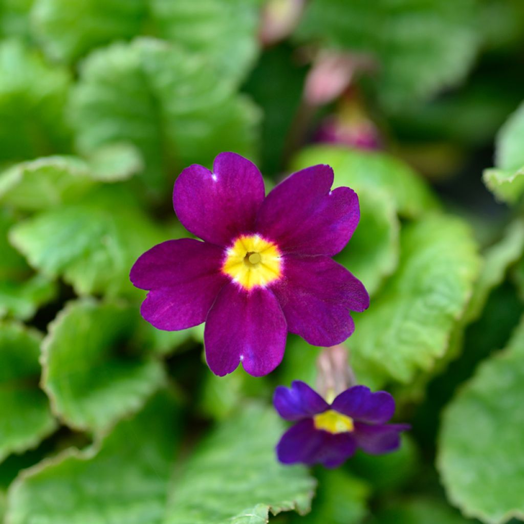 Primula juliae Wanda - Primrose