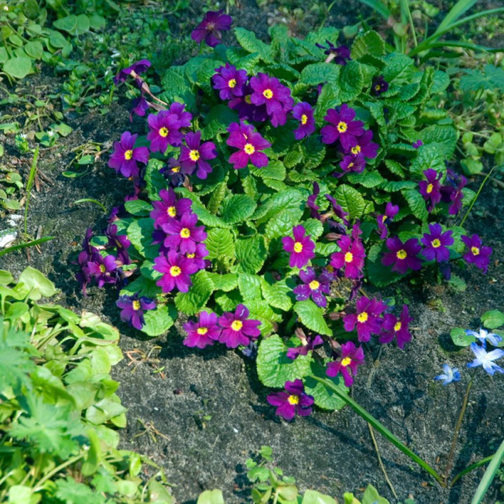 Primula juliae Wanda - Primrose