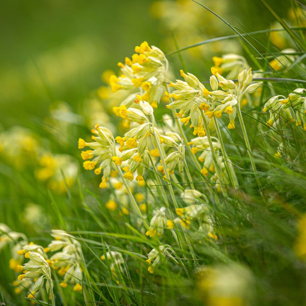 Primula veris - Cowslip