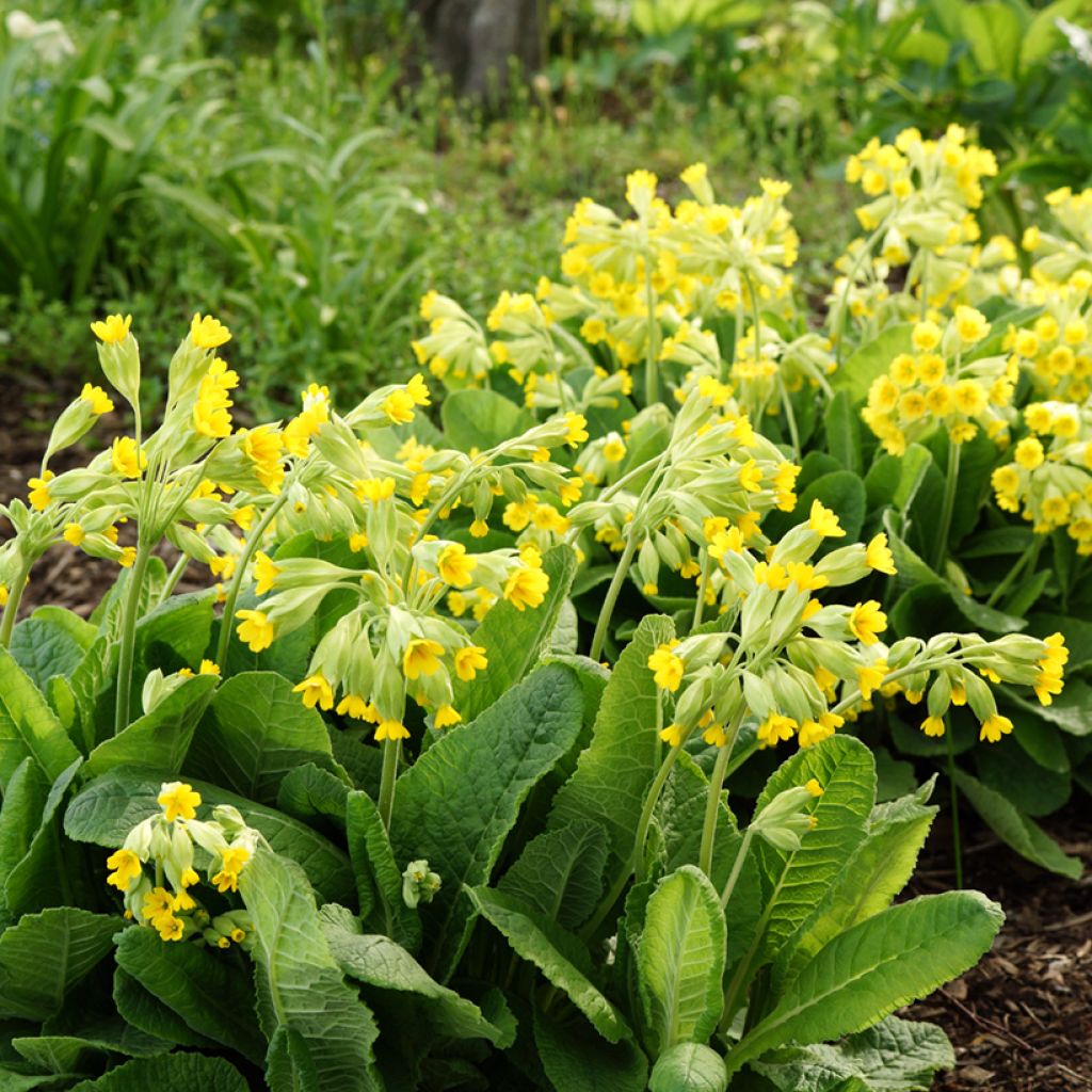 Primula veris - Cowslip