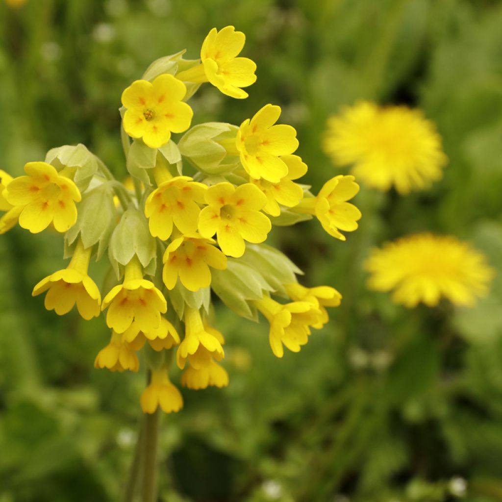 Primula veris - Cowslip