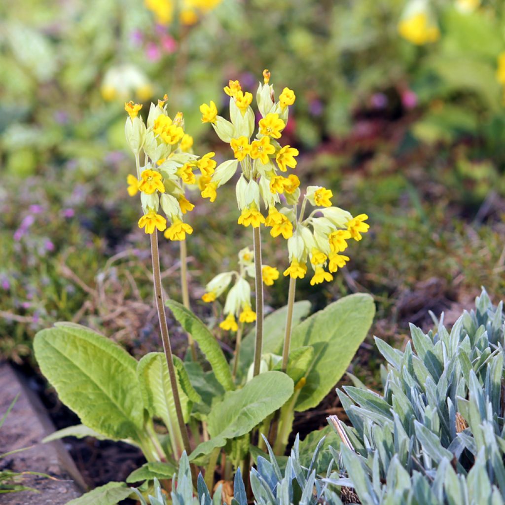 Primula veris - Cowslip