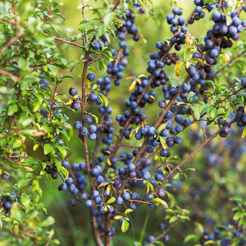 Prunus spinosa - Blackthorn