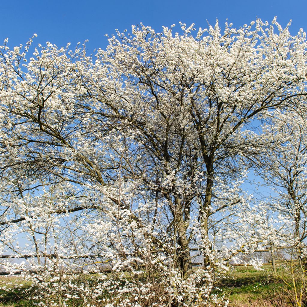 Prunus spinosa - Blackthorn