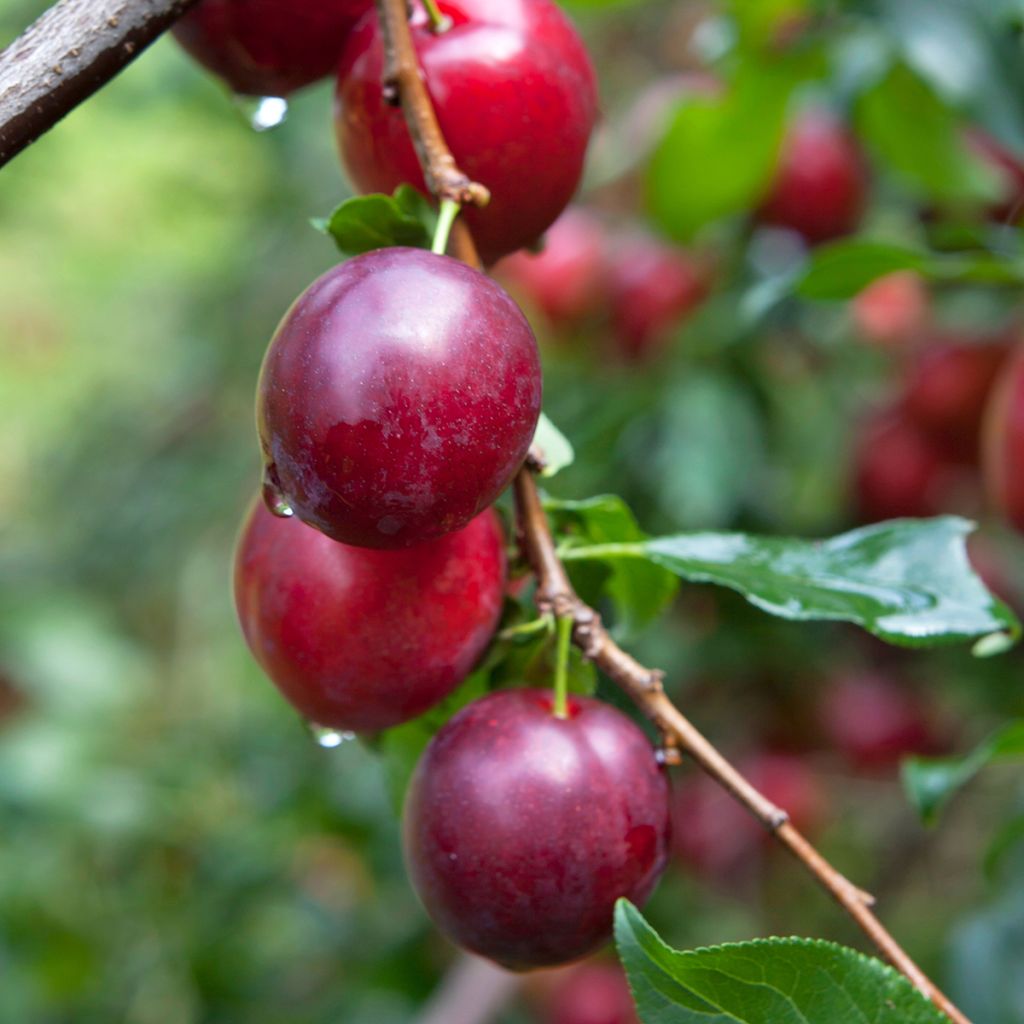 Prunus domestica Opal