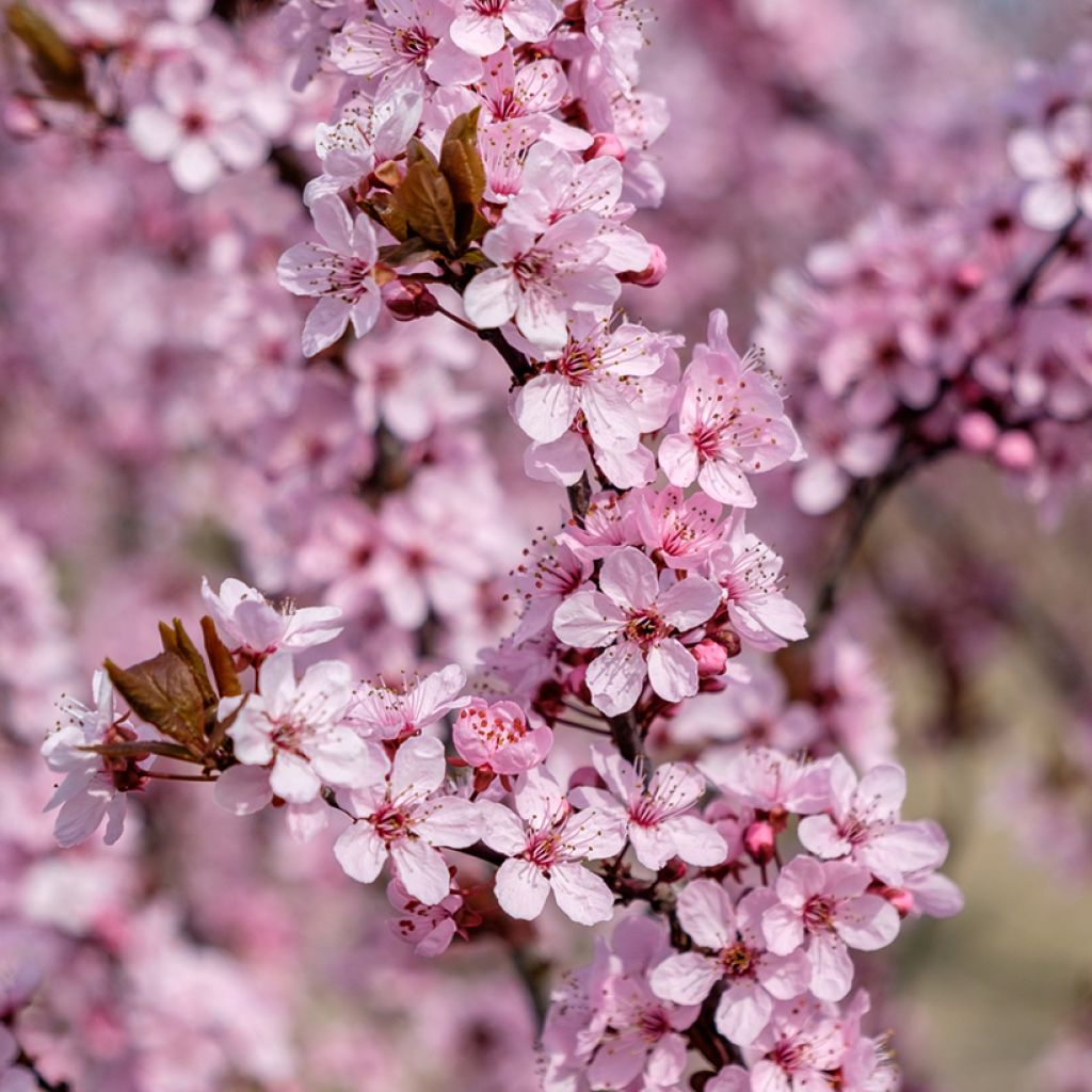 Prunus cerasifera Nigra (Atropurpurea) 