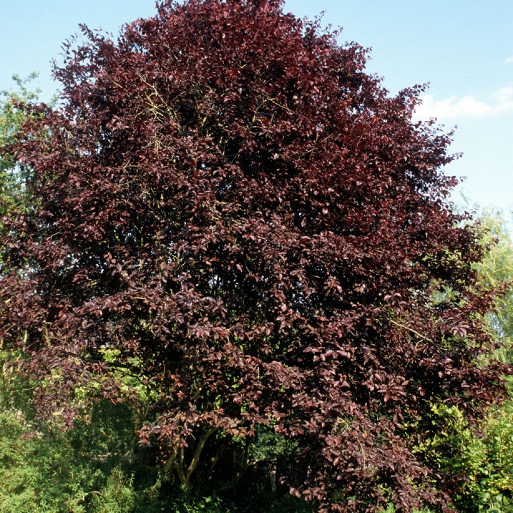 Prunus cerasifera Nigra (Atropurpurea) 