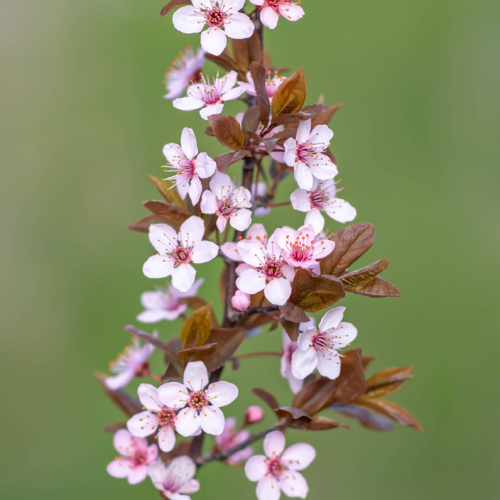 Prunus cerasifera Nigra (Atropurpurea) 