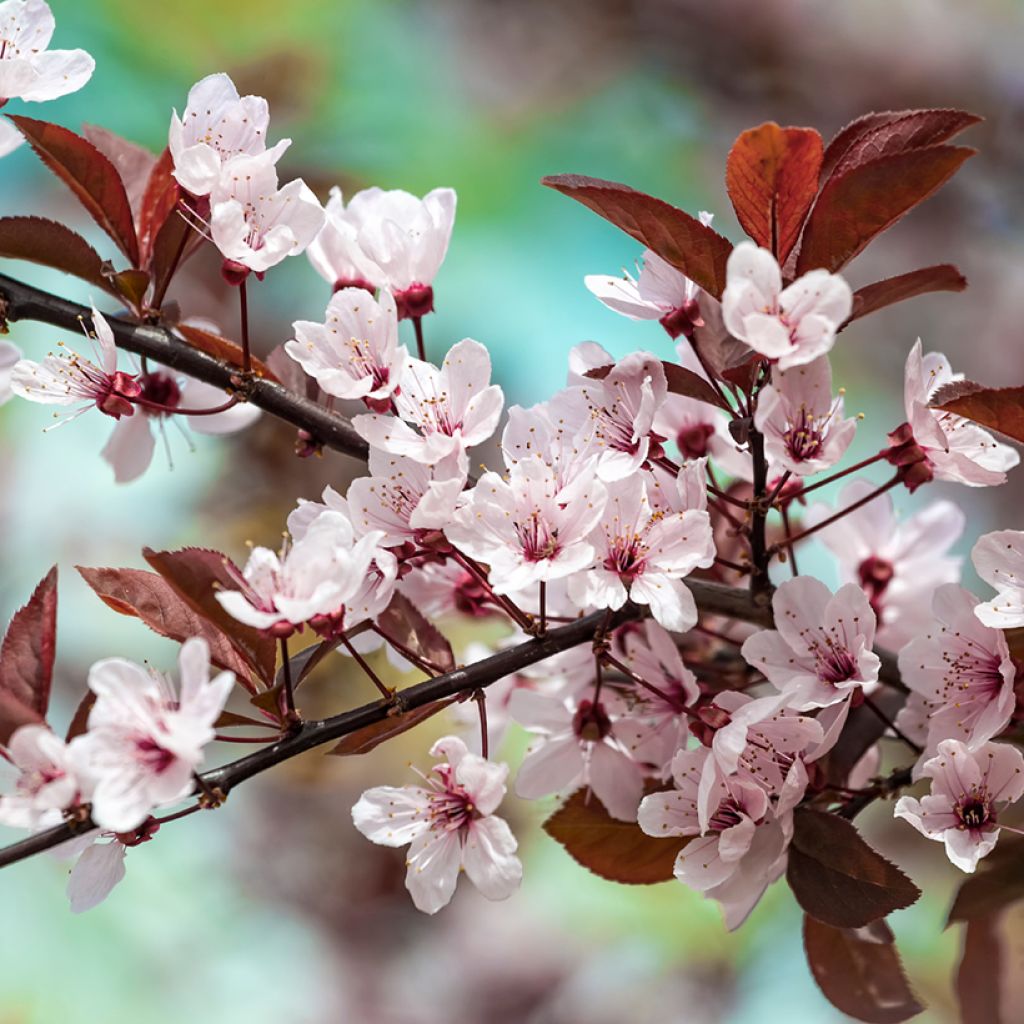 Prunus cerasifera