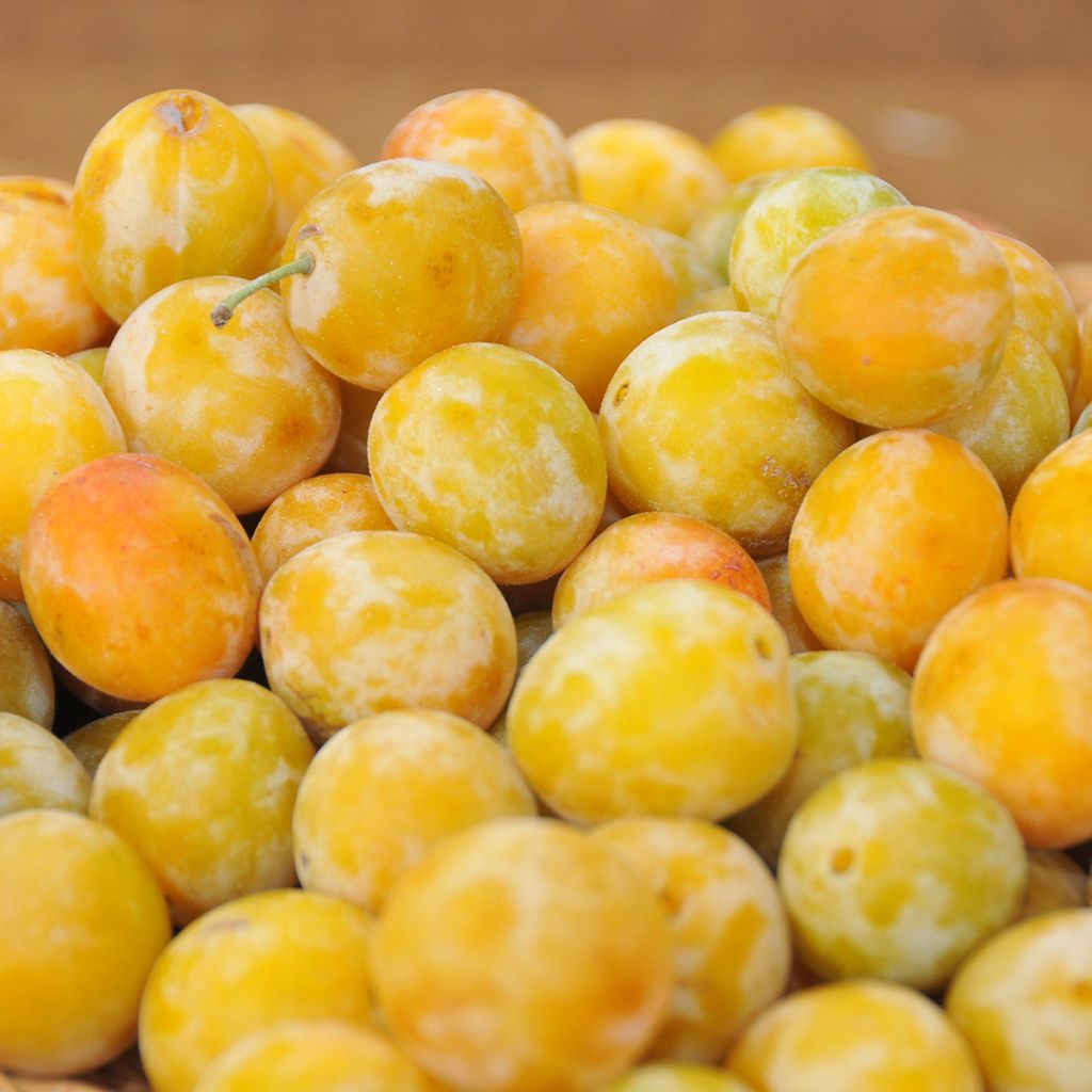 Prunus domestica Reine Claude d'Oullins - Common plum