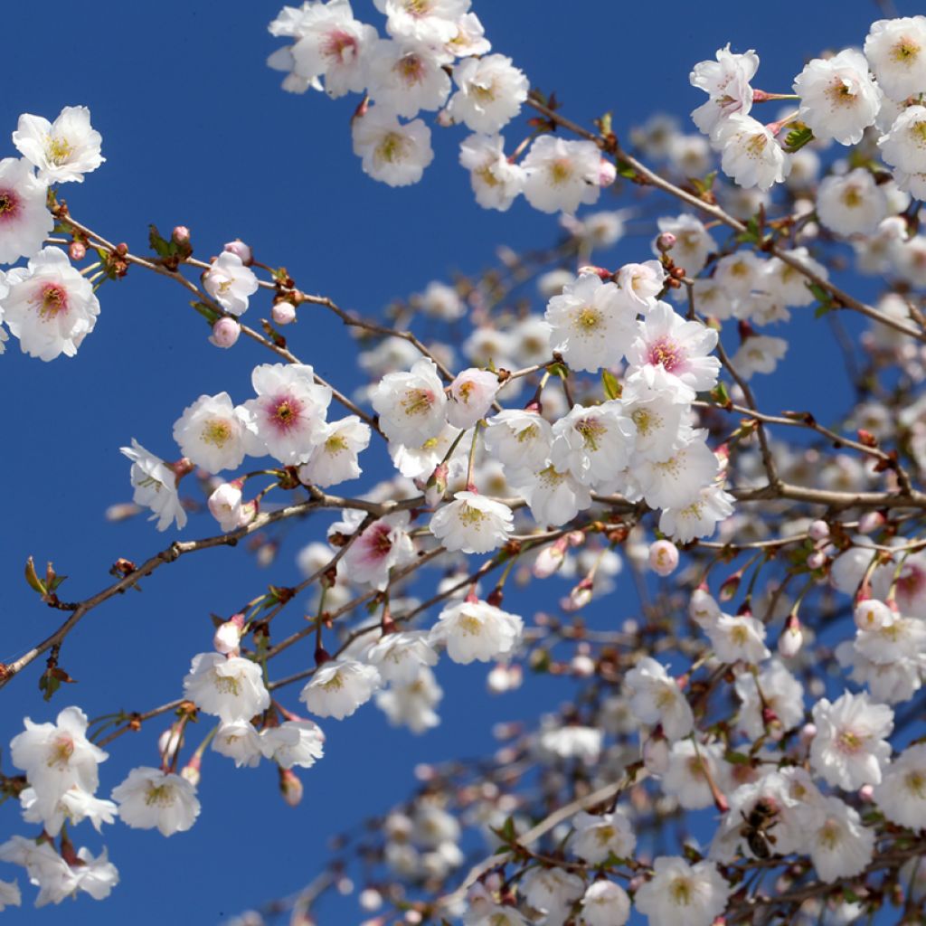 Prunus x subhirtella Hally Jolivette - Autumn Cherry