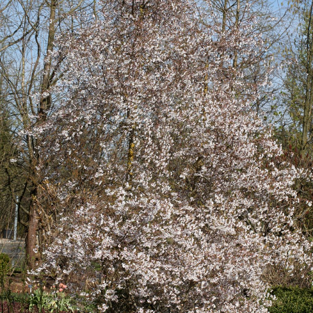 Prunus x subhirtella Hally Jolivette - Autumn Cherry