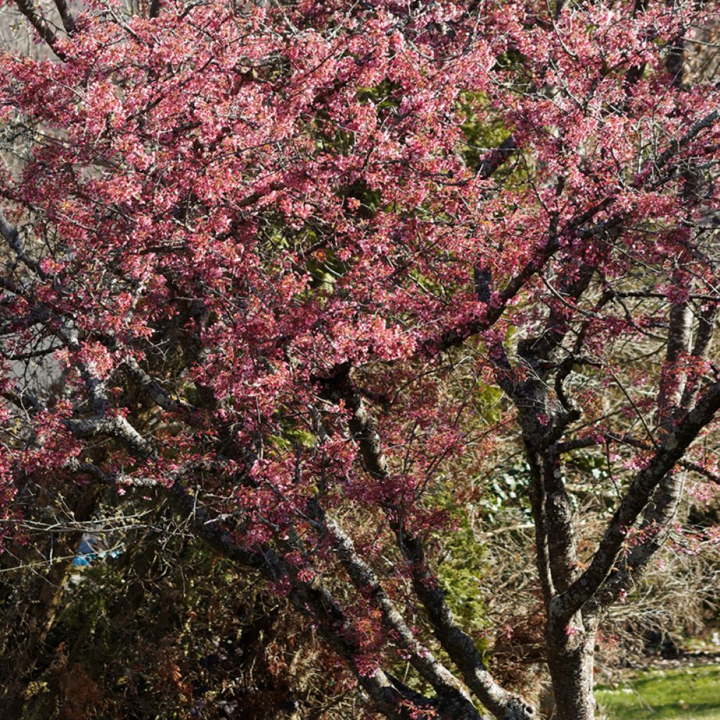 Prunus Okame - Cherry