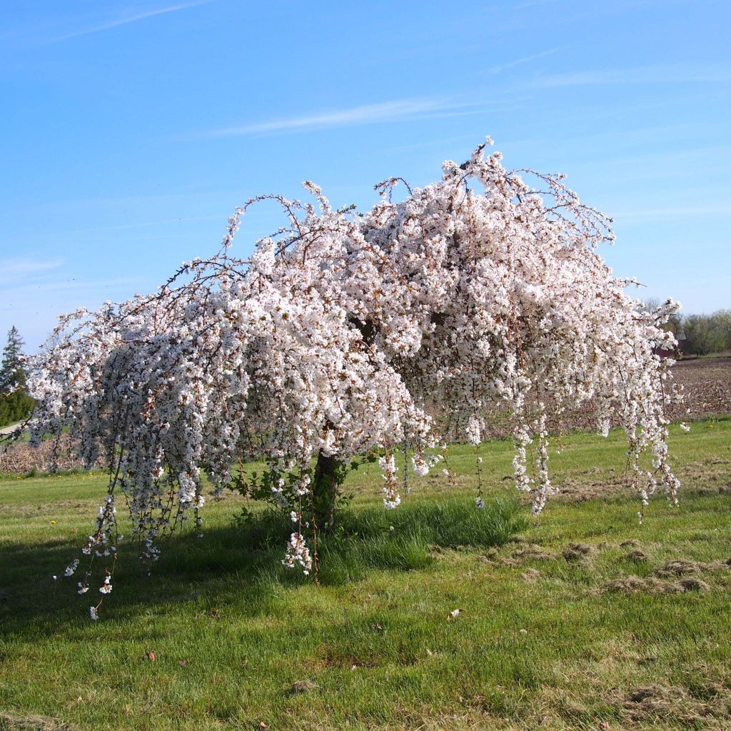 Prunus  Snow Fountains® 'Snofozam'