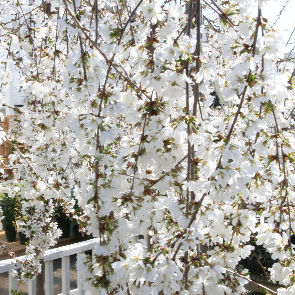 Cerisier à fleurs - Prunus Snow Fountains