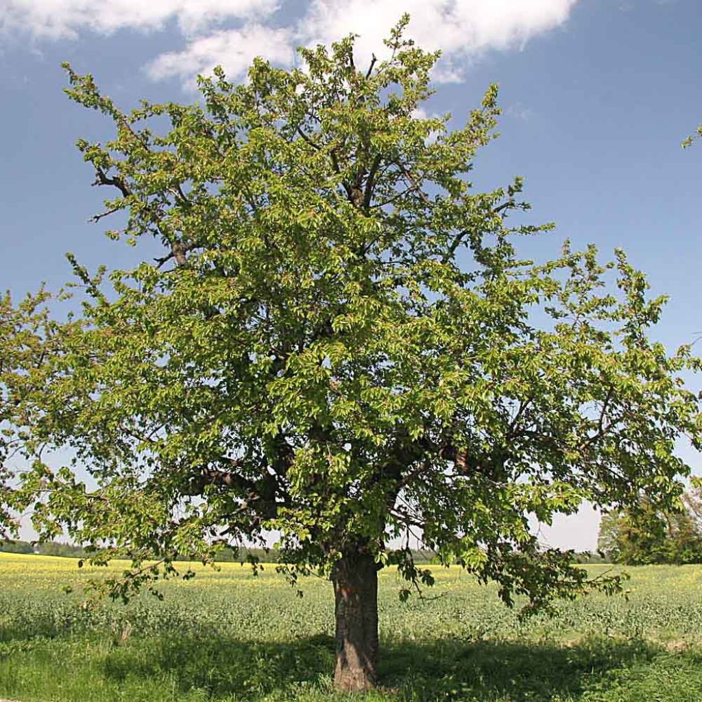 Cerisier Bigarreau Moreau - Prunus avium