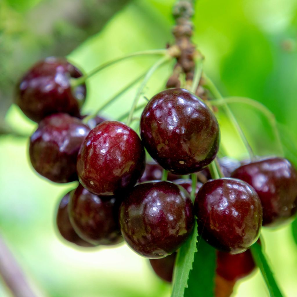 Prunus avium Kordia- Cherry Tree