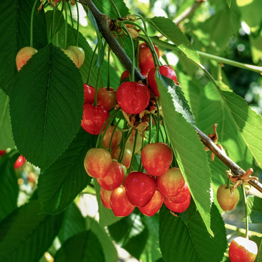Prunus avium Büttners Rote Knorpelkirsche- Cherry Tree