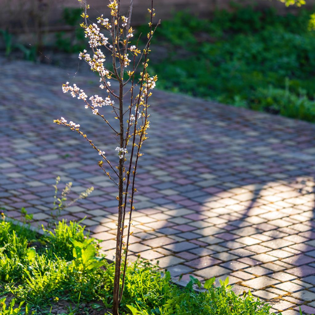 Prunus cerasifera Trailblazer - Cherry Plum