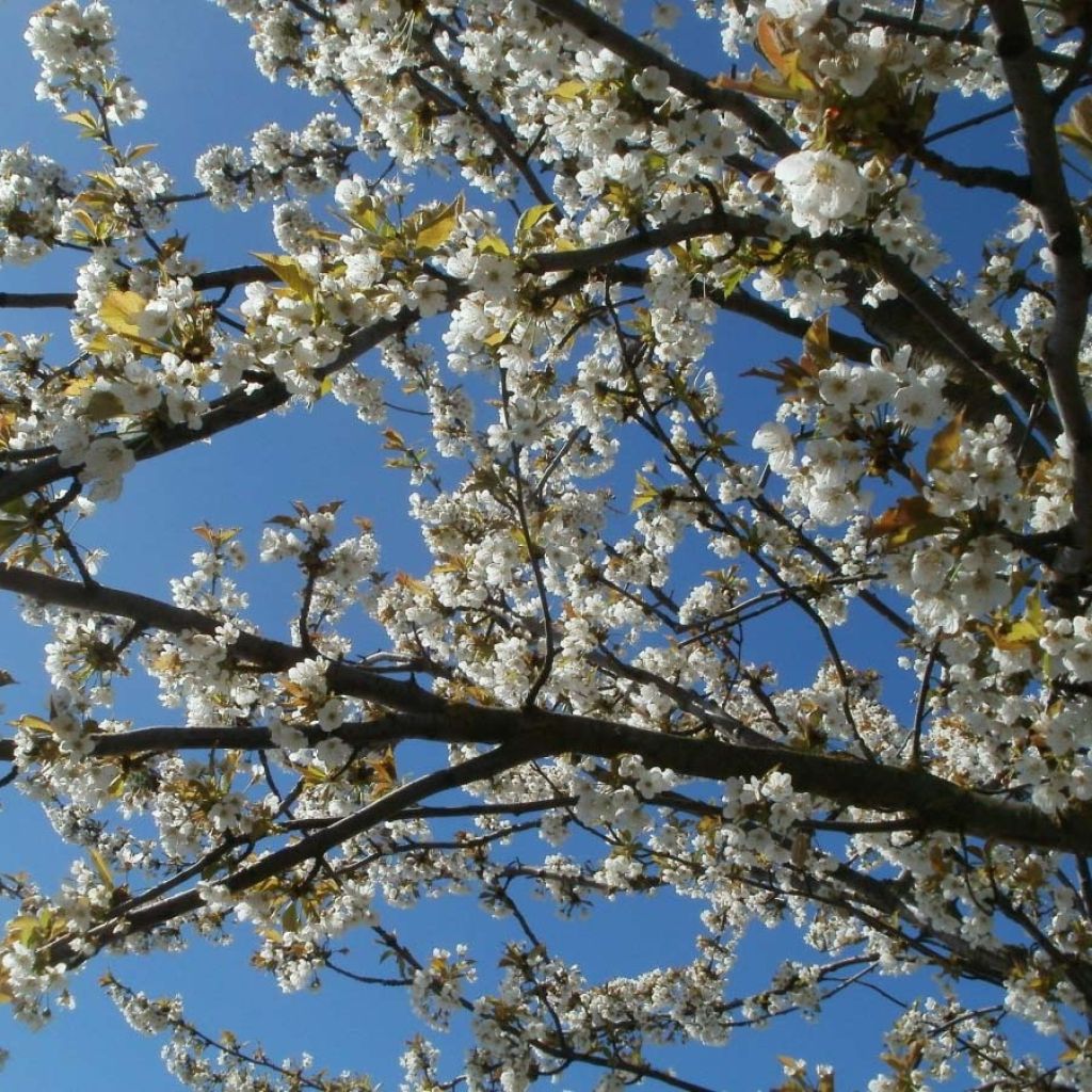 Cerisier Anglaise Hâtive - Prunus cerasus