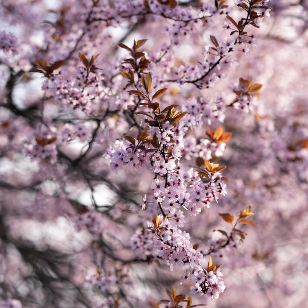 Prunus x cistena - Purple-leaved Sand Cherry