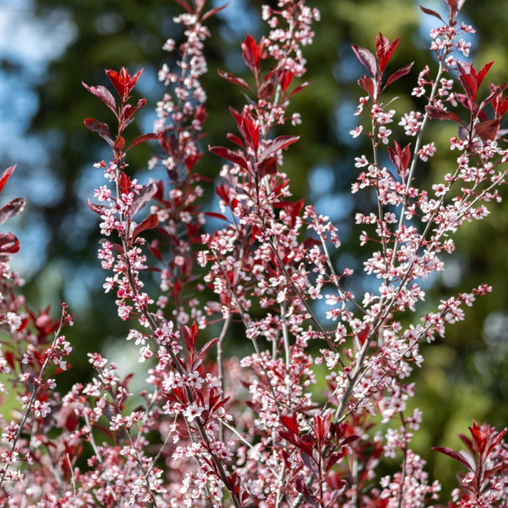 Prunus x cistena - Purple-leaved Sand Cherry