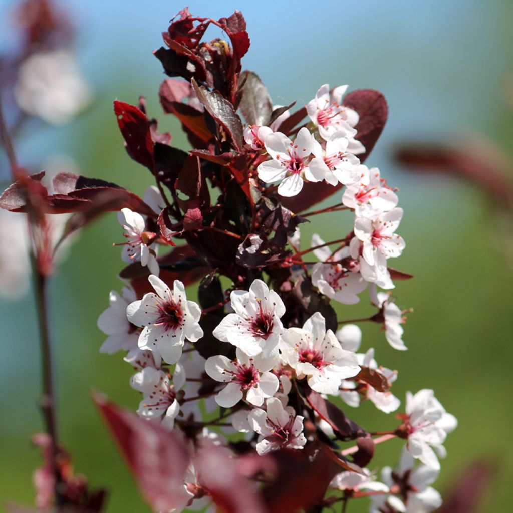 Prunus x cistena - Purple-leaved Sand Cherry