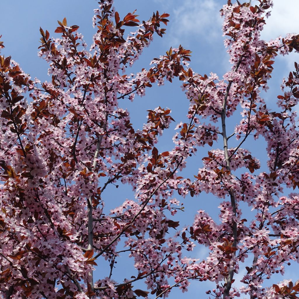 Prunus x cistena - Purple-leaved Sand Cherry