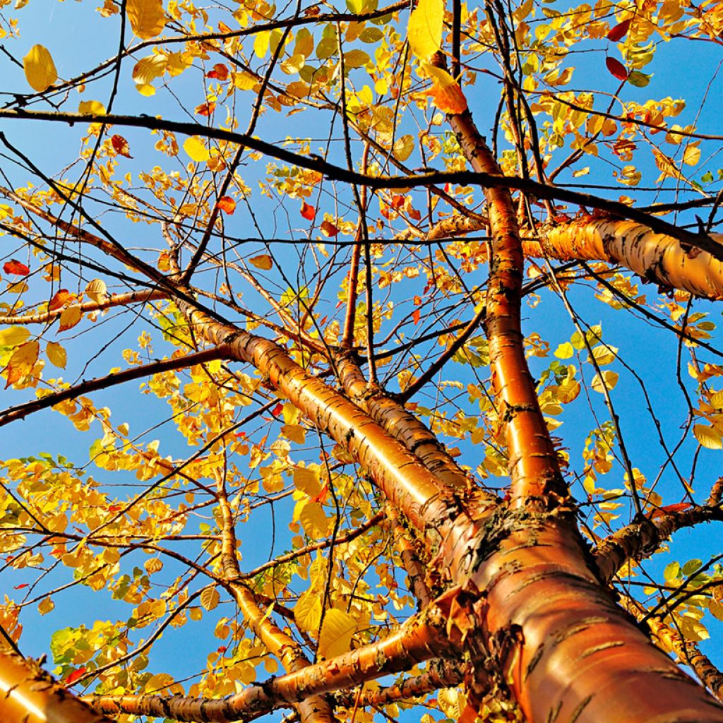 Prunus maackii Amber Beauty