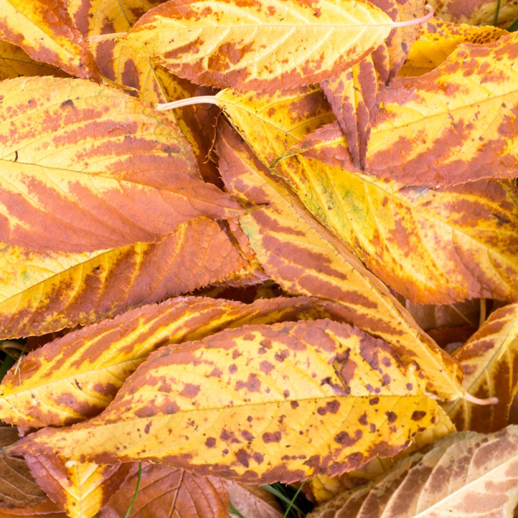 Prunus maackii Amber Beauty