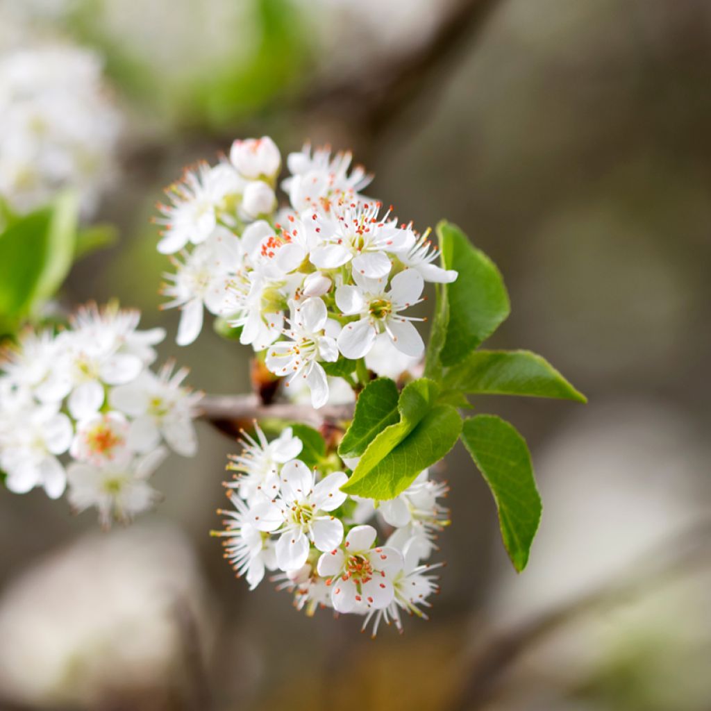 Prunus mahaleb 