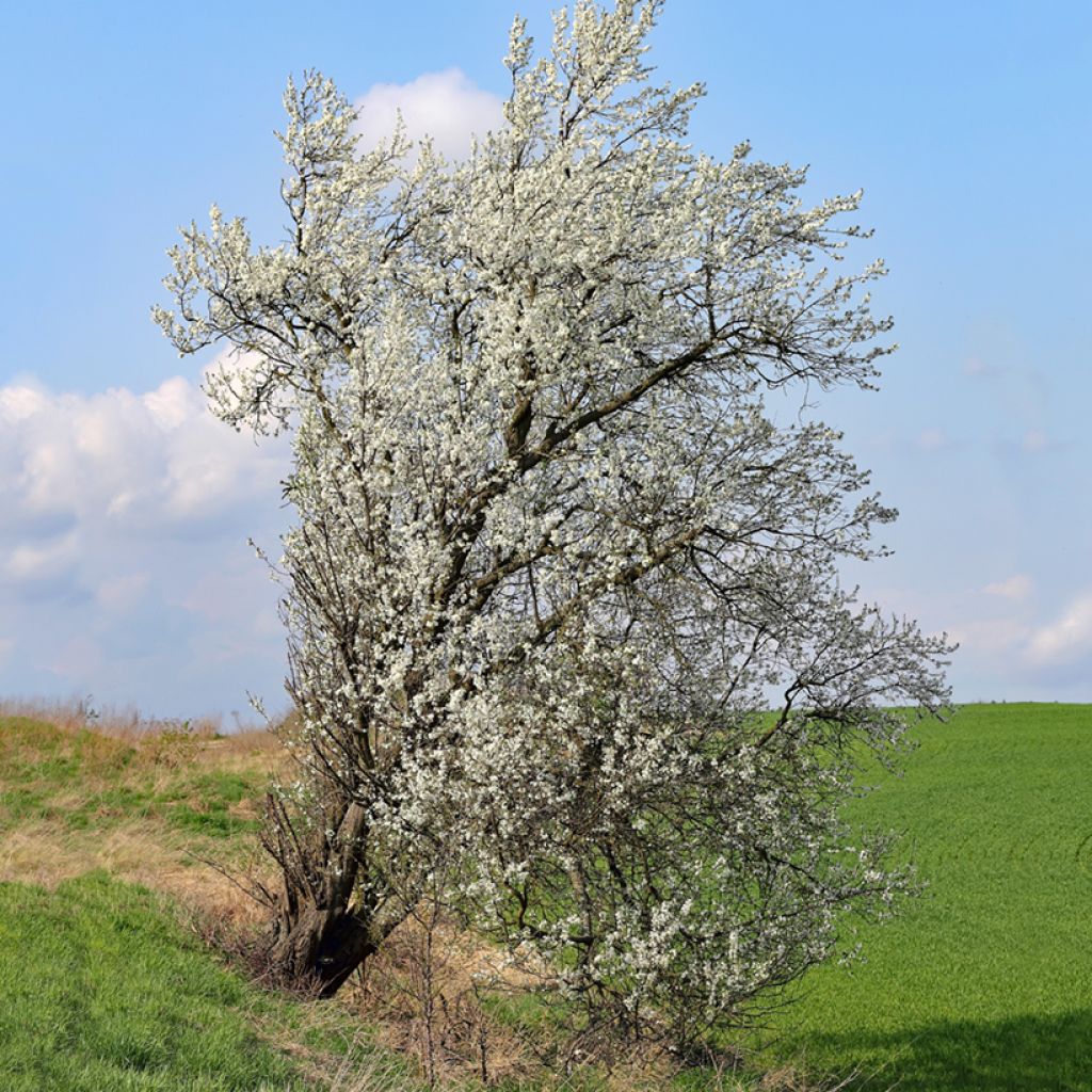 Prunus mahaleb 