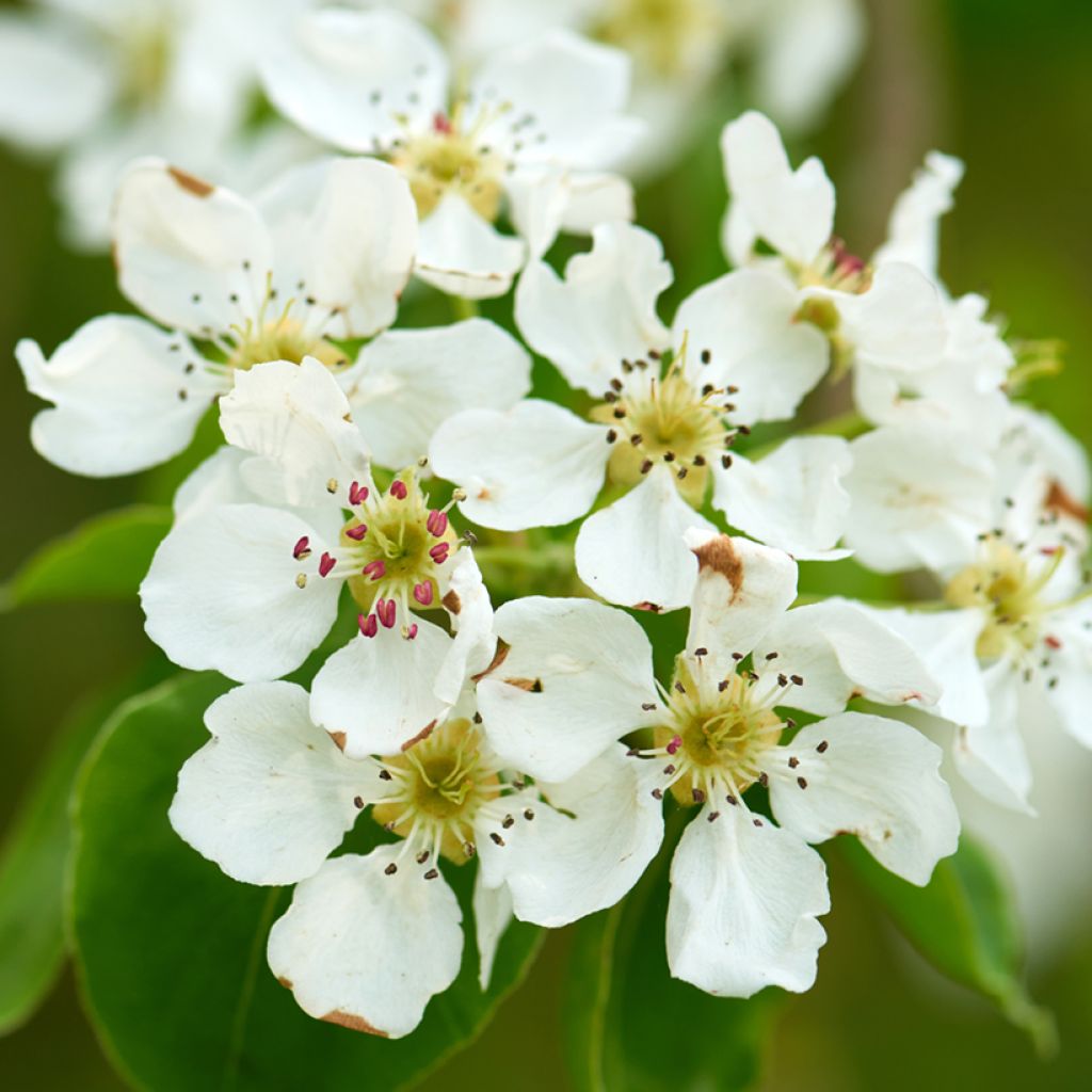 Prunus padus 