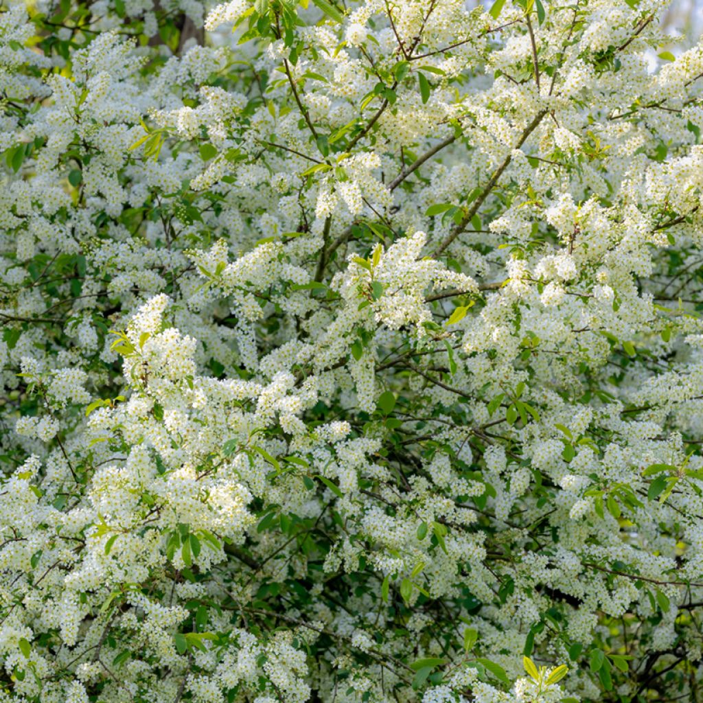 Prunus padus 