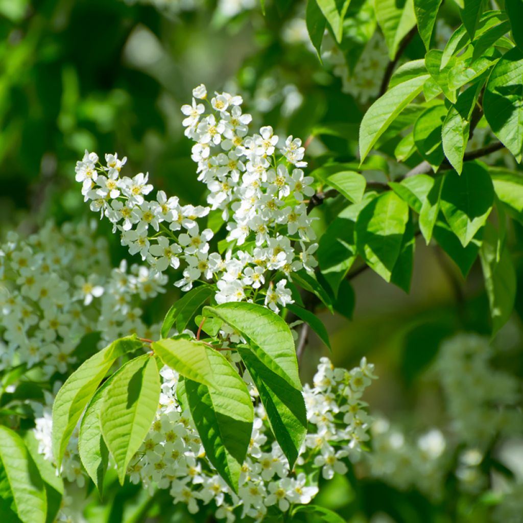 Prunus padus 