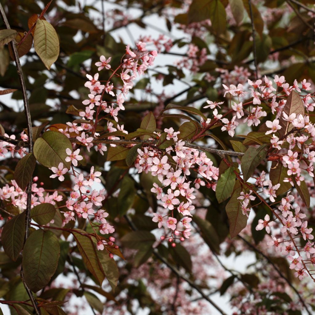 Prunus padus Colorata - Bird Cherry