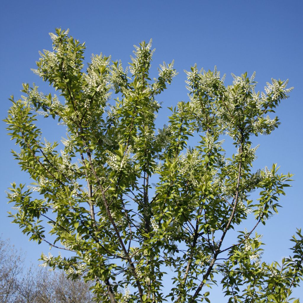 Prunus padus Nana - Bird cherry