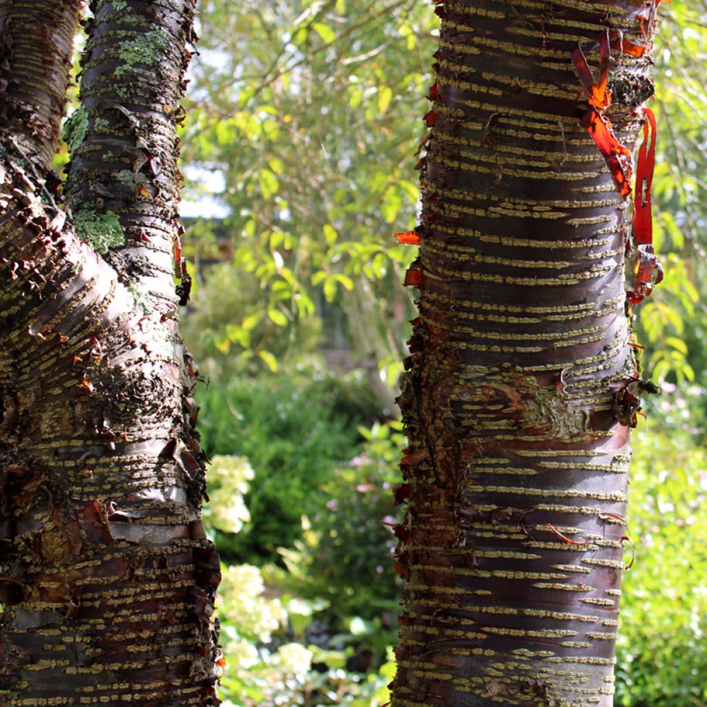 Prunus rufa - Himalayan cherry