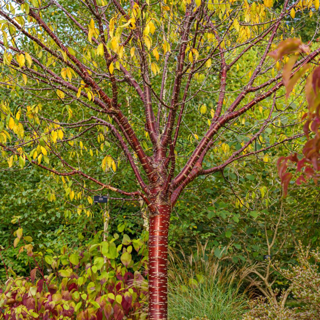 Prunus serrula Amber Scots - Tibetan Cherry