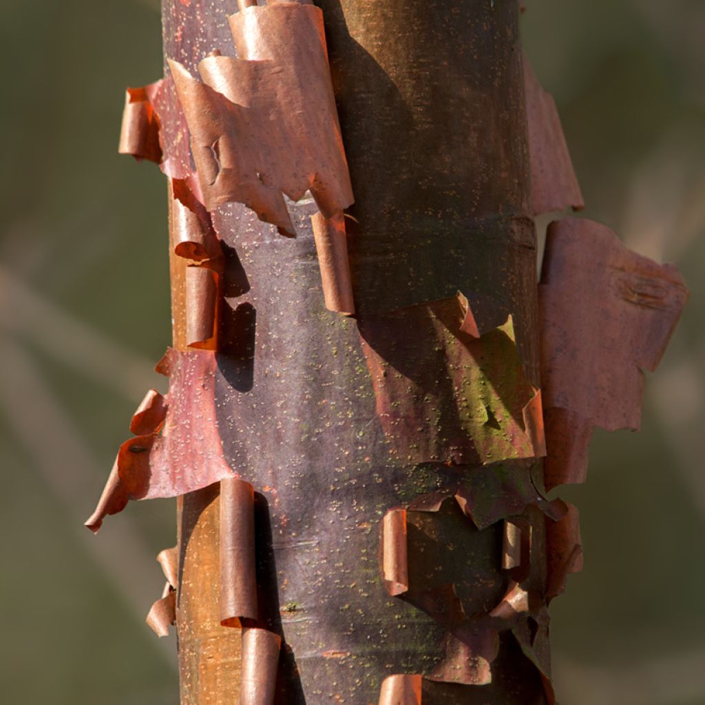 Prunus serrula Branklyn