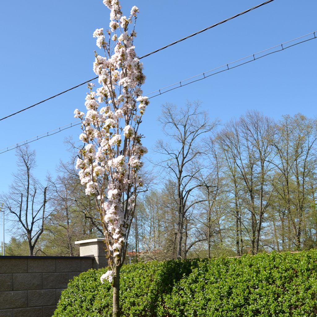 Prunus serrulata Amanogawa - Japanese Cherry