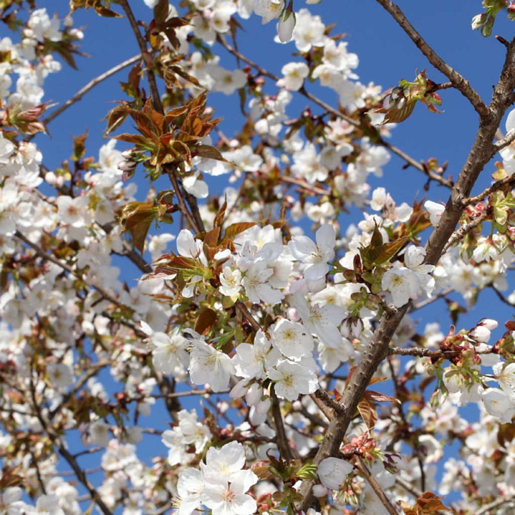 Prunus serrulata Tai haku - Japanese Cherry