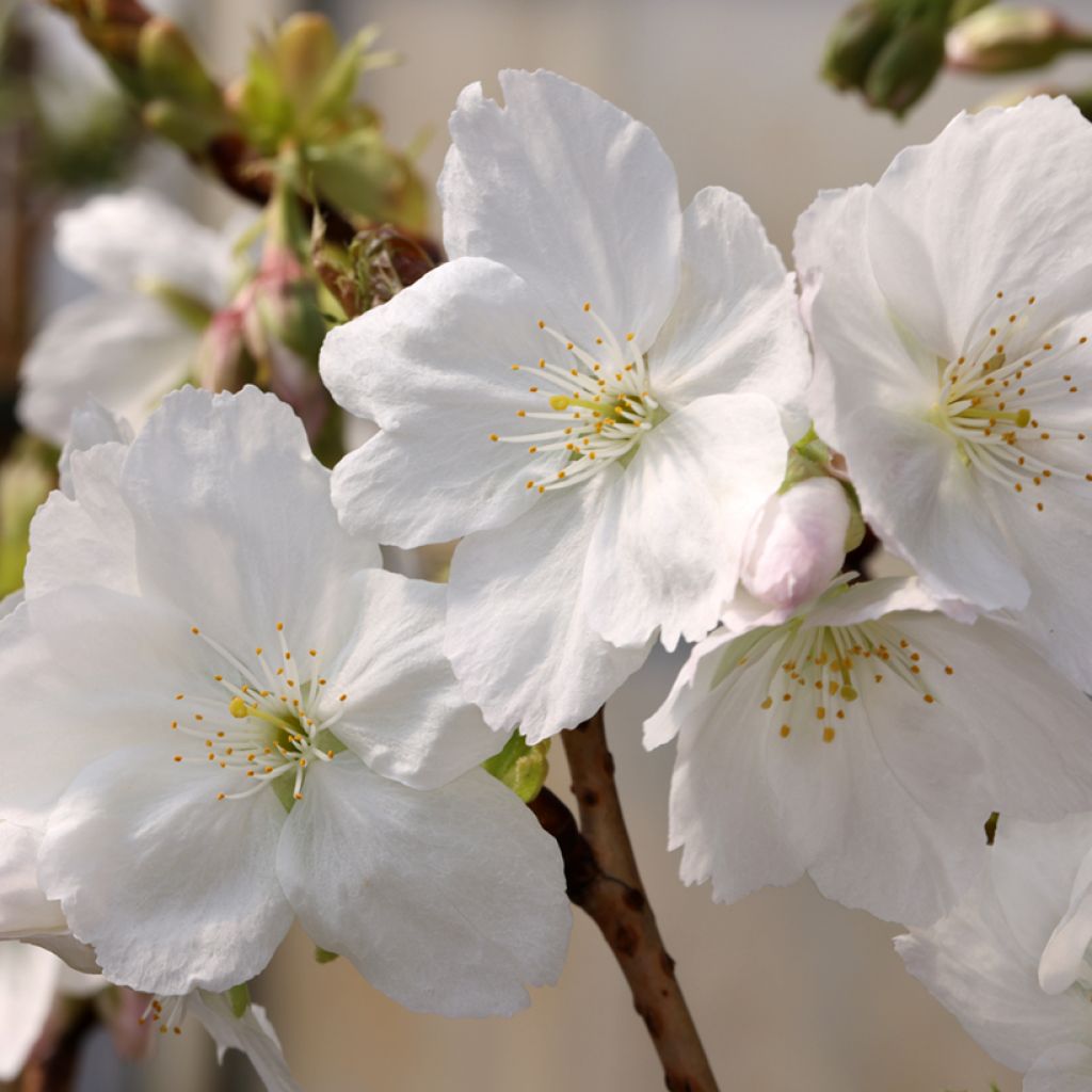 Prunus serrulata Tai haku - Japanese Cherry