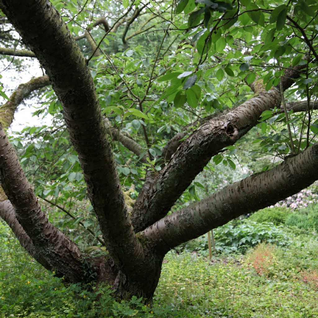 Prunus serrulata Tai haku - Japanese Cherry